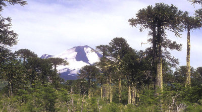 Chile Volcan Llaima & the Monkey Puzzles