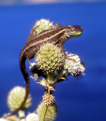 unknown lizard (Chile)