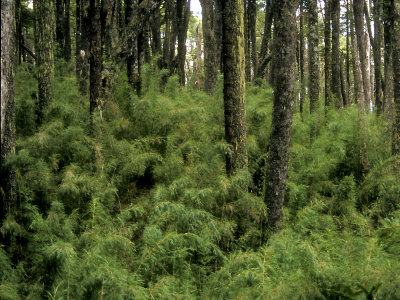 Chile PN Conguillio forestscape