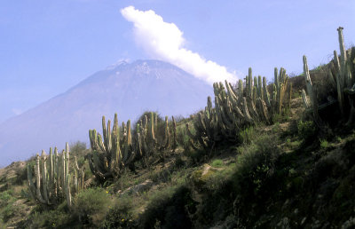 Peru cactus and Volcan Misti