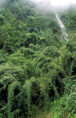 Bolivia montane rainforest