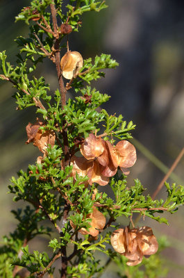 a hopbush (Dodonaea physocarpa)