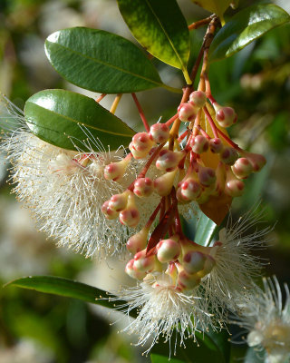 Creek Lilly-pilly (Syzygium australe)