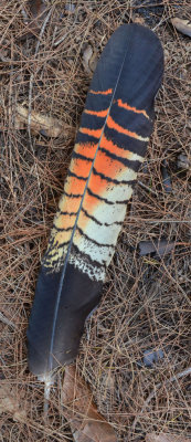 tail feather from female Red-tailed Black-Cockatoo