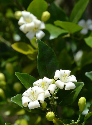 Orange Jessamine (Murraya paniculata)