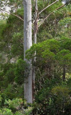 Rose Gum (Eucalyptus grandis)