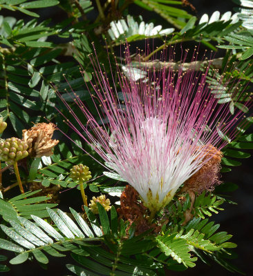 Powder-puff (Calliandra sp)
