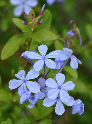 Cape Leadwort (Plumbago auriculata)