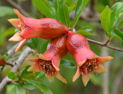 Pomegranate (Punica granatum)