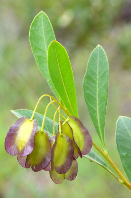a hopbush (Dodonaea lanceolata subsp subsessilifolia)