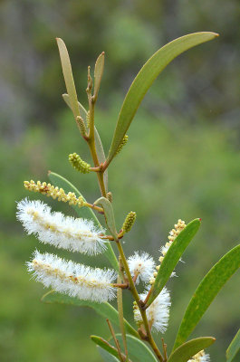 Acacia calyculata