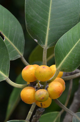 fig (Ficus sp) planted