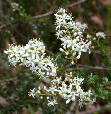 Sweet Bursaria (Bursaria spinosa)