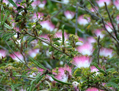 Pink Powder-puff (Calliandra surinamensis)