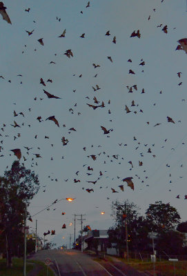 flying-foxes