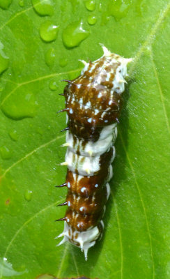 Orchard Swallowtail caterpillar