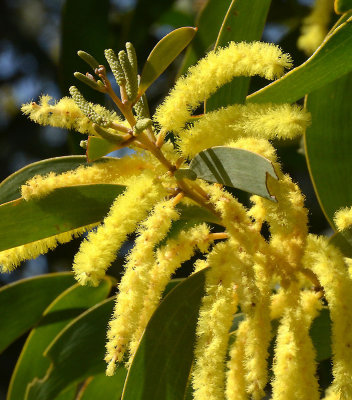 Golden Salwood (Acacia aulacocarpa)