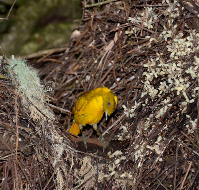 Golden Bowerbird male @ bower