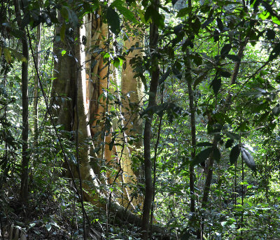 upland rainforest trees