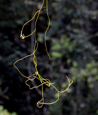 dodder-laurel (Cassytha sp)