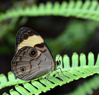 Northern Sword-grass Brown