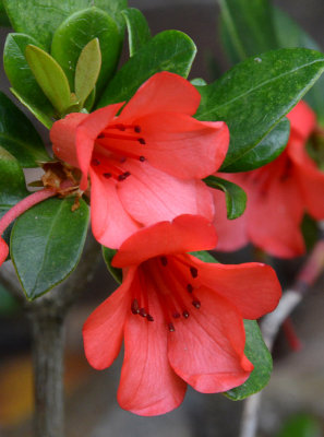 Native Rhododendron (Rhododendron lochiae)