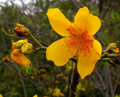 Cochlospermum vitifolium (Nicaragua)