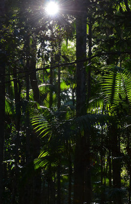 sand rainforest