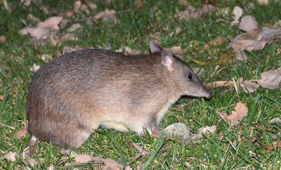 Northern Brown Bandicoot