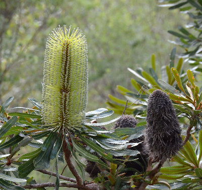 Wallum Banksia (Banksia aemula)