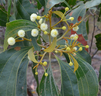 Primrose Wattle (Acacia flavescens)