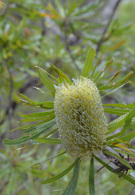 Saw  Banksia (Banksia serrata)