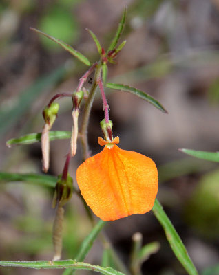 Spade Flower (Hybanthus stellarioides)