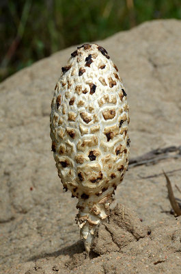 fungus on termite mound