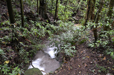 small rainforest stream
