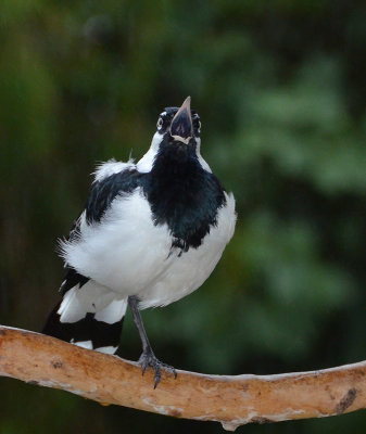 Magpie-lark (male)