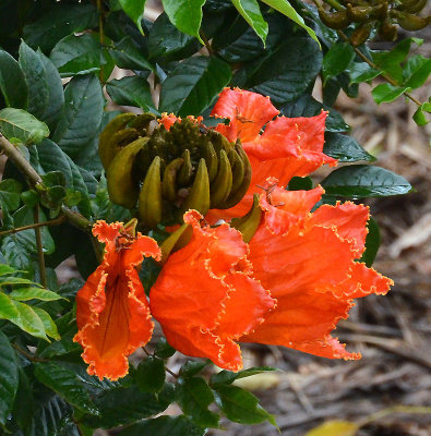 African Tulip (Spathodea campanulata)