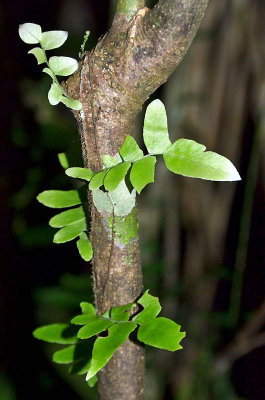 epiphytic fern