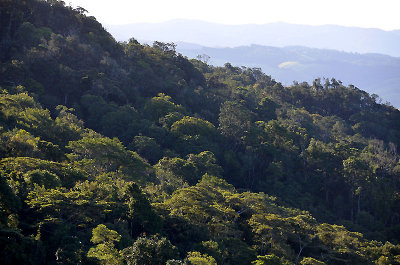 rainforest Hugh Nelson Range