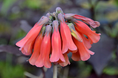 Mother-of-millions (Bryophyllum delagoense)