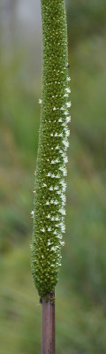 Northern Forest Grass-tree (Xanthorrhoea johnsonii)