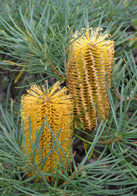 Hairpin Banksia (Banksia spinulosa)