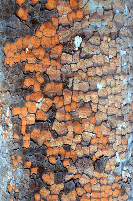 bloodwood (Corymbia sp)