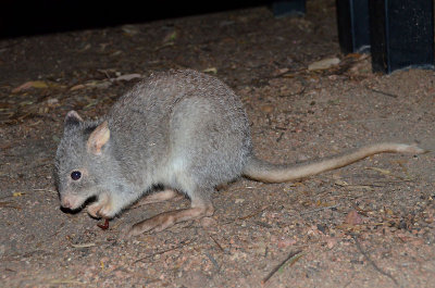 Rufous Bettong