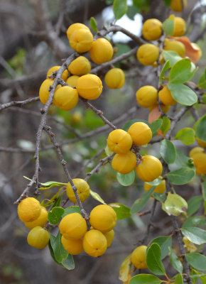 Quinine Berry (Petalostigma banksii)