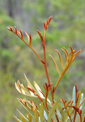 Grevillea poss. sessilis