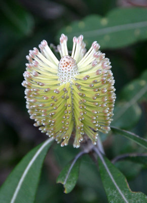 Coast Banksia (Banksia integrifolia)