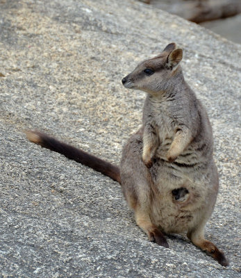 Mareeba Rock-wallaby