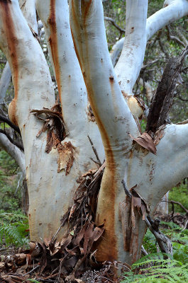 Scribbly Gum (Eucalyptus racemosa)