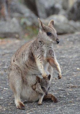Mareeba Rock-wallaby with joey